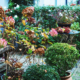 Peaceful Amsterdam courtyard garden with potted boxwood, dried hydrangeas, and autumn foliage surrounded by traditional row houses