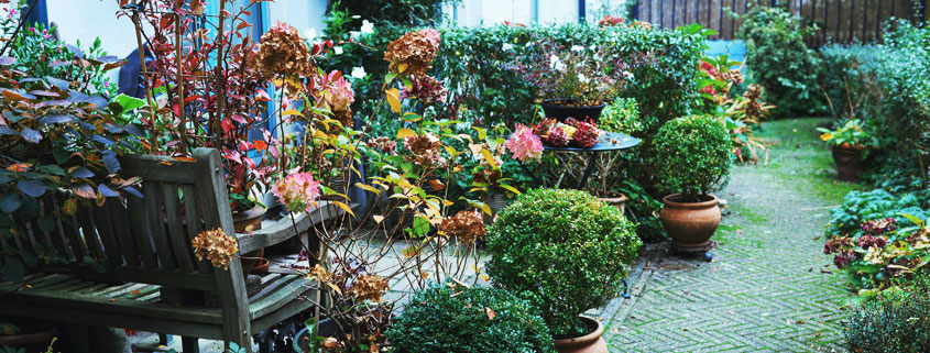 Amsterdam-Courtyard-Garden-With-Potted-Boxwood-and-Autumn-Foliage Peaceful Amsterdam courtyard garden with potted boxwood, dried hydrangeas, and autumn foliage surrounded by traditional row houses