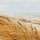 Scenic view of the Baltic Sea coastline featuring a sandy beach and calm coastal waters