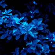 Blue-toned leaf standing out against the dark surroundings of a garden at night