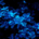 Blue-toned leaf standing out against the dark surroundings of a garden at night