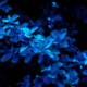 Blue-toned leaf standing out against the dark surroundings of a garden at night