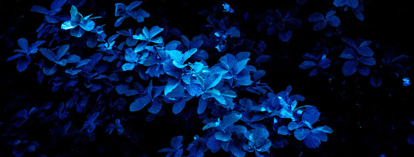 Blue-toned leaf standing out against the dark surroundings of a garden at night