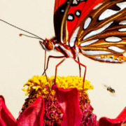Butterfly resting on a blooming flower in a garden surrounded by natural vegetation