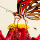 Butterfly resting on a blooming flower in a garden surrounded by natural vegetation