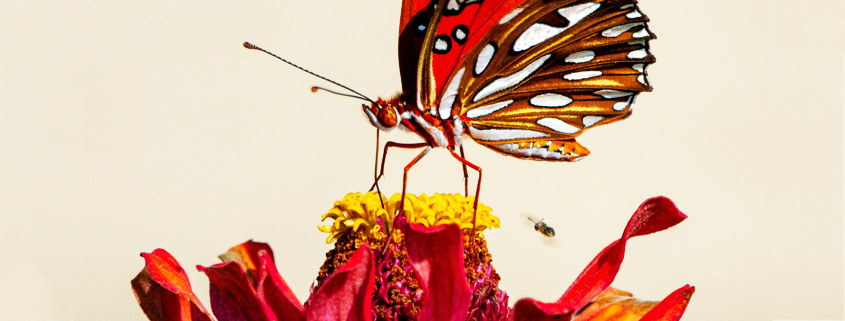 Butterfly resting on a blooming flower in a garden surrounded by natural vegetation
