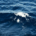 Deep blue ocean surface with powerful rolling waves and intense patterns of moving seawater