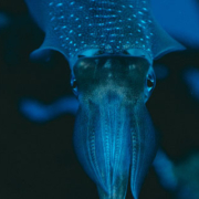 Squid swimming underwater in the deep ocean, surrounded by dark blue seawater