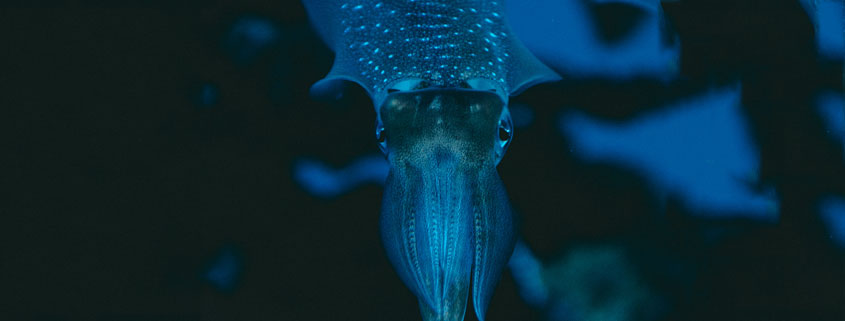 Deep-Sea-Squid-Swimming-in-Blue-Ocean-Water Squid swimming underwater in the deep ocean, surrounded by dark blue seawater
