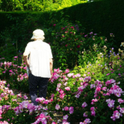 Elderly woman and man walking away along a narrow garden path surrounded by colorful flowers and lush greenery