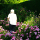 Elderly woman and man walking away along a narrow garden path surrounded by colorful flowers and lush greenery