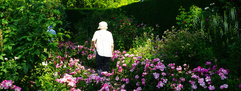Elderly-Couple-Walking-Through-Lush-Flower-Garden-in-United-Kingdom Elderly woman and man walking away along a narrow garden path surrounded by colorful flowers and lush greenery