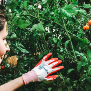 Gardener harvesting ripe Sungold cherry tomatoes from plants supported by a wooden tomato cage in a vegetable garden