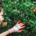 Gardener harvesting ripe Sungold cherry tomatoes from plants supported by a wooden tomato cage in a vegetable garden