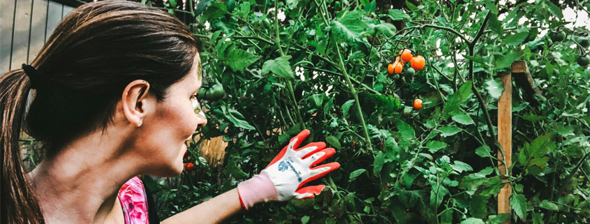 Gardener-Harvesting-Sungold-Cherry-Tomatoes-in-Vegetable-Garden Gardener harvesting ripe Sungold cherry tomatoes from plants supported by a wooden tomato cage in a vegetable garden
