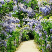 Gravel garden pathway extending beneath a long archway covered in cascading purple wisteria flowers