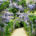 Gravel garden pathway extending beneath a long archway covered in cascading purple wisteria flowers