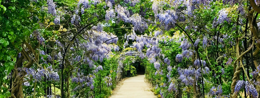 Gravel-Garden-Path-Beneath-Blooming-Purple-Wisteria-Archway Gravel garden pathway extending beneath a long archway covered in cascading purple wisteria flowers