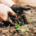 Pair of hands holding dark garden soil near young green sprouts emerging from the ground