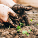 Pair of hands holding dark garden soil near young green sprouts emerging from the ground