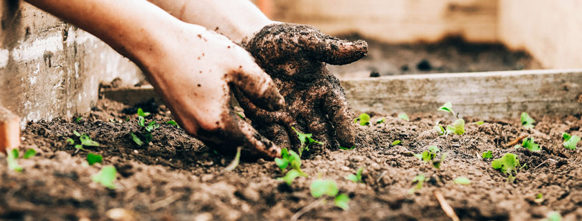 Pair of hands holding dark garden soil near young green sprouts emerging from the ground