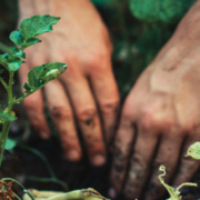 Two hands working directly in garden soil, tending the earth and preparing the ground for planting