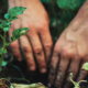 Two hands working directly in garden soil, tending the earth and preparing the ground for planting