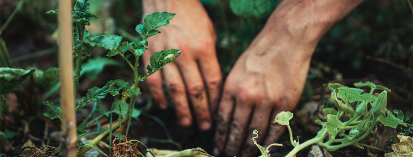 Hands-Working-Soil-in-Home-Garden Two hands working directly in garden soil, tending the earth and preparing the ground for planting