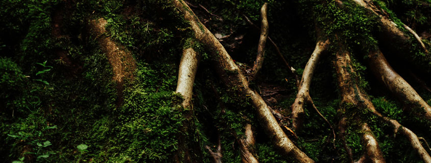 Intertwined-Plant-Roots-Forming-Underground-Garden-Network Intertwining plant roots extending beneath garden soil, revealing the complex underground network that supports plant growth