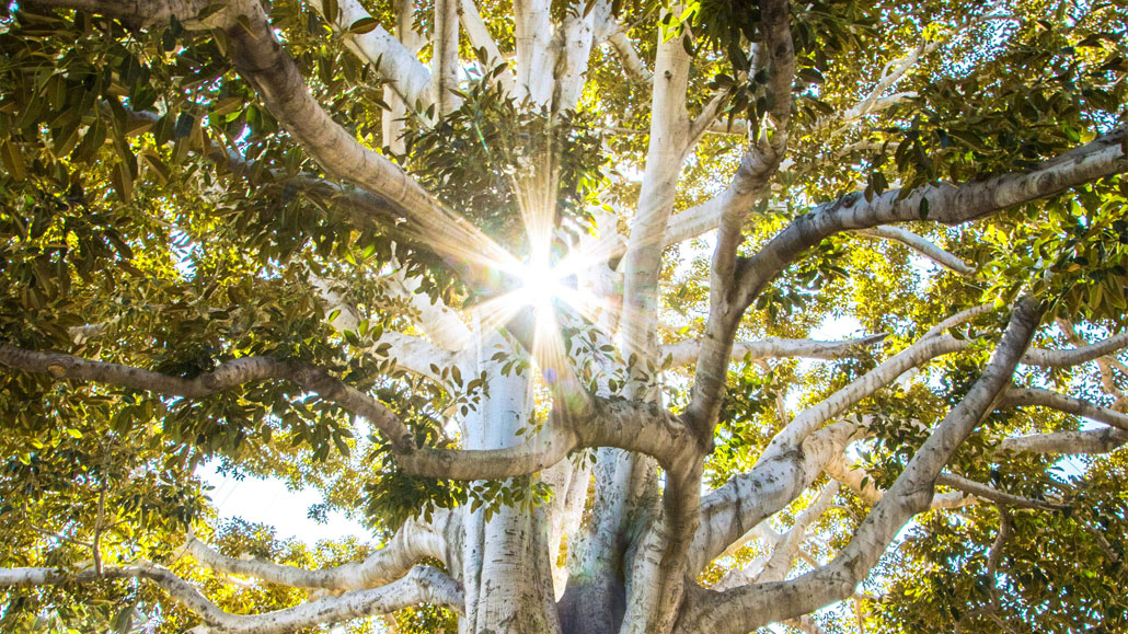 Majestic-Tree-With-Sunlight-Through-Branches Majestic tree with sunlight shining through its branches, creating a peaceful and inspiring atmosphere.