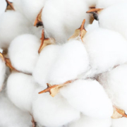 Cluster of fluffy white cotton bolls emerging from opened seed pods, with dried sections of the cotton plant still attached