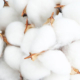 Cluster of fluffy white cotton bolls emerging from opened seed pods, with dried sections of the cotton plant still attached