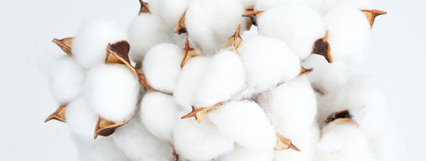 Cluster of fluffy white cotton bolls emerging from opened seed pods, with dried sections of the cotton plant still attached