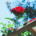 Red climbing roses growing across a wooden garden trellis with intersecting horizontal and vertical supports