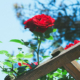 Red climbing roses growing across a wooden garden trellis with intersecting horizontal and vertical supports