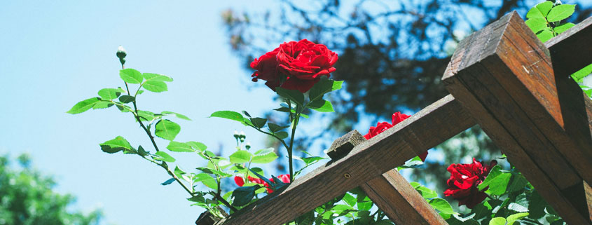 Red climbing roses growing across a wooden garden trellis with intersecting horizontal and vertical supports