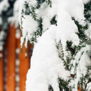 Tree branches heavily covered in fresh snow extending over a residential property fence during winter