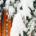 Tree branches heavily covered in fresh snow extending over a residential property fence during winter