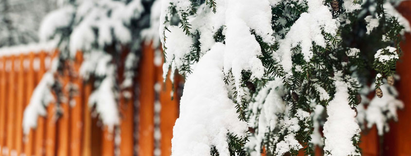 Tree branches heavily covered in fresh snow extending over a residential property fence during winter