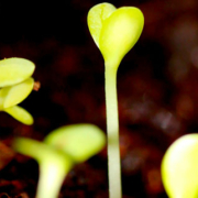 Young wildflowers and fresh green sprouts growing together in a spring garden