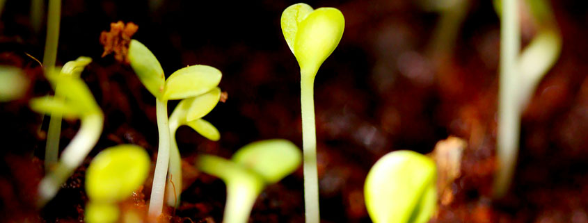 Spring-Wildflowers-and-New-Growth-in-Garden Young wildflowers and fresh green sprouts growing together in a spring garden
