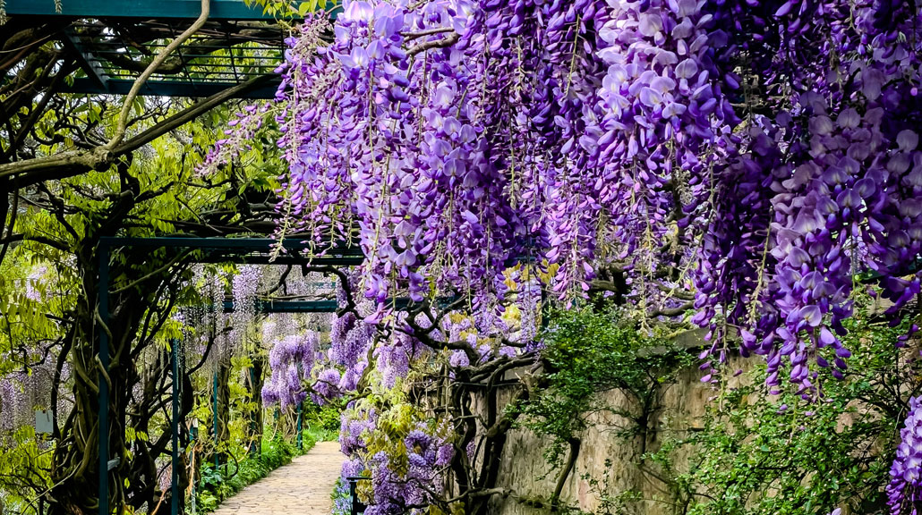 Stone-Garden-Pathway-Beneath-Blooming-Purple-Wisteria Narrow stone garden pathway beneath a canopy of blooming purple wisteria vines, surrounded by lush flowers and a peaceful garden bench