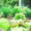 Urban raised garden bed filled with growing herbs and leafy salad vegetables for home food production