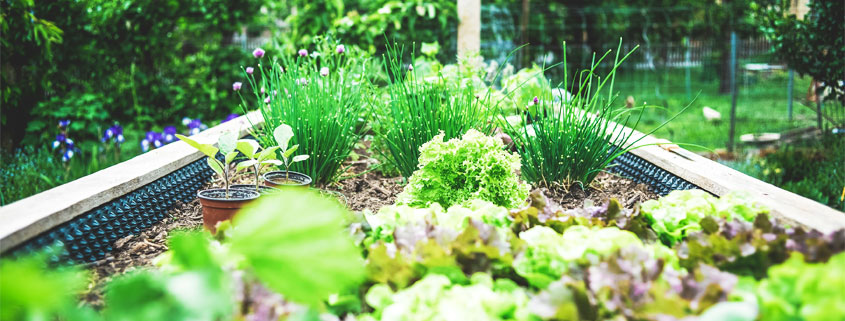 Urban raised garden bed filled with growing herbs and leafy salad vegetables for home food production