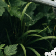Small white flowers growing together in a garden while someone gently waters them
