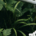 Small white flowers growing together in a garden while someone gently waters them