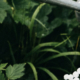 Small white flowers growing together in a garden while someone gently waters them