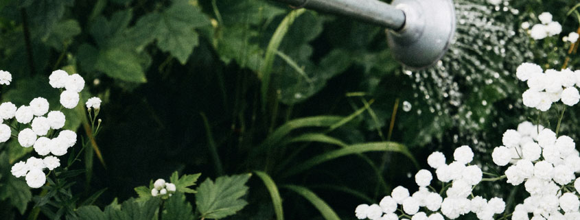 Small white flowers growing together in a garden while someone gently waters them