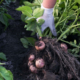 Woman pulling a potato plant from garden soil, revealing freshly grown potatoes attached to its roots with clumps of earth