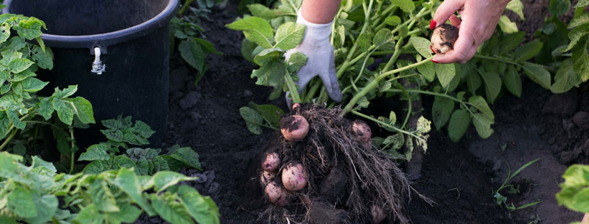 Woman-Harvesting-Potatoes-With-Roots-and-Soil-in-Garden Woman pulling a potato plant from garden soil, revealing freshly grown potatoes attached to its roots with clumps of earth
